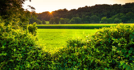 Sunset over bushes and a farm field in Southern York County, Pennsylvania.の写真素材