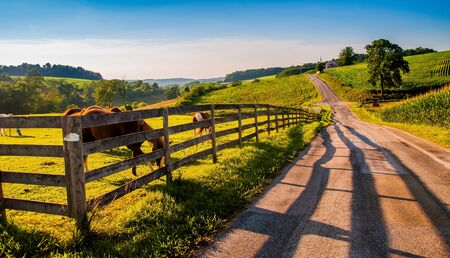 Fence and horses along a country backroad in rural York County, PA.の写真素材