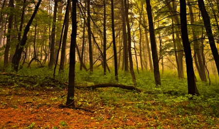 Fog in the forest, Shenandoah National Park, Virginia.の写真素材