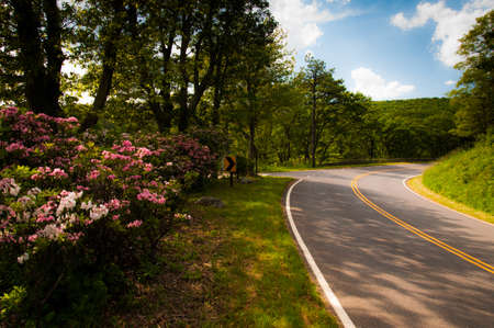 Mountain laurel along Skyline Drive on a spring day in Shenandoah National Park, Virginia.の写真素材