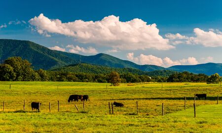 Cattle in a pasture and view of the Blue Ridge Mountains in the Shenandoah Valley, Virginia.