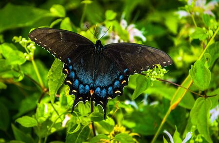 Swallowtail butterfly in Shenandoah National Park, Virginia.の写真素材
