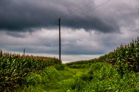 Storm clouds over corn fields and utility poles in rural York County, Pennsylvania.の写真素材