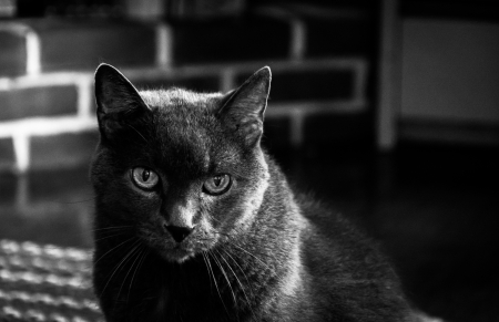 A grey cat.の写真素材