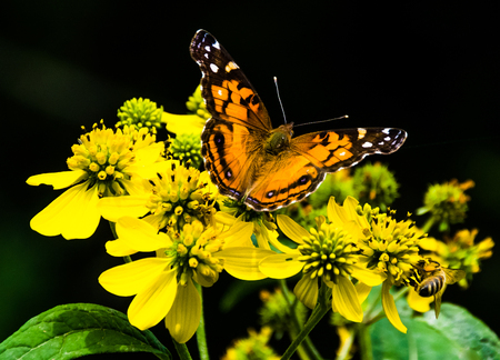 American Lady butterfly, on yellow flowers in Shenandoah National Park, Virginia.の写真素材