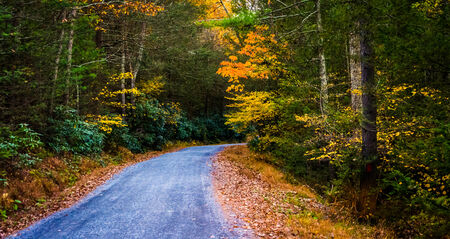 Autumn color along a road in Michaux State Forest, Pennsylvania.の写真素材