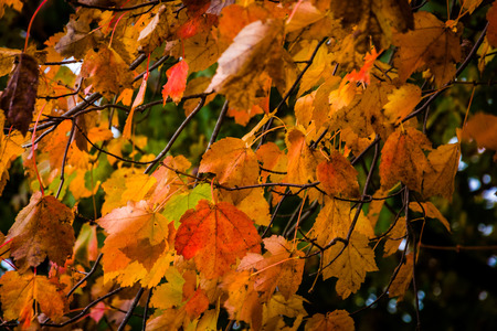 Red and orange autumn leaves on a tree.