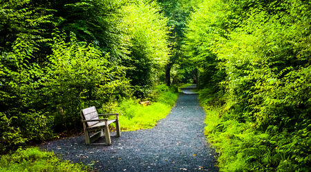 Bench on the Limberlost Trail, in Shenandoah National Park, Virginia.の写真素材