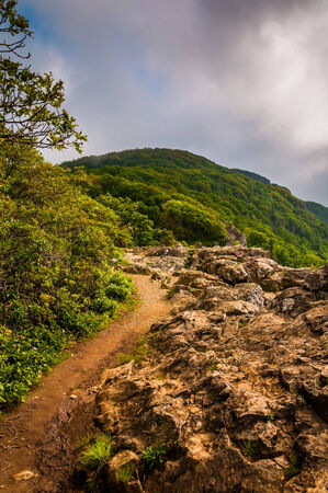 The Appalachian Trail on Little Stony Man Cliffs in Shenandoah National Park, Virginia.の写真素材
