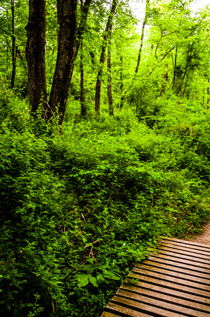 Wooden bridge on a trail in a lush forest in Codorus State Park, Pennsylvania.の写真素材