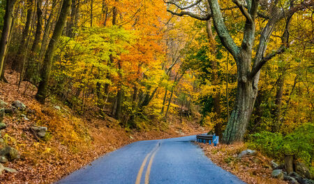 Autumn color along a road at Pen Mar County Park, Maryland.の写真素材