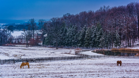 Horse and pond on a  farm in rural York County, Pennsylvania.の写真素材
