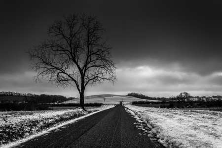 Tree along a road through snow covered farm fields in rural York County, Pennsylvania.の写真素材
