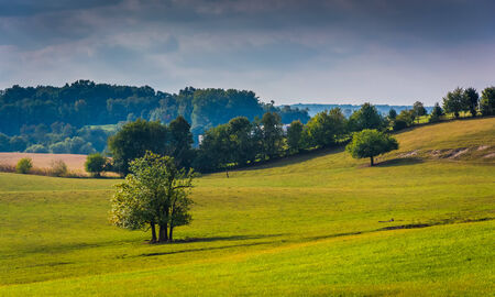 Trees in a field in rural York County, Pennsylvania.の写真素材