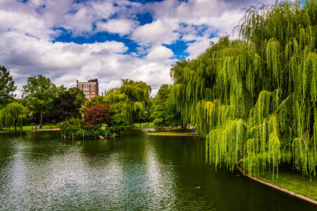 Weeping willow trees and a pond in the Boston Public Garden.の写真素材