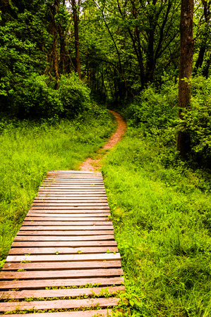 Bridge along a trail in a lush forest in Codorus State Park, Pennsylvania.の写真素材