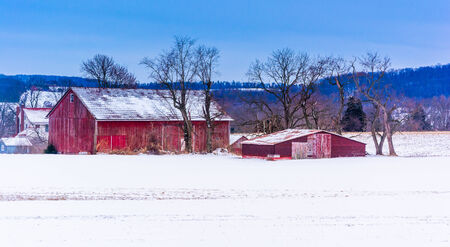 Red barns in a snow-covered field in rural York County, Pennsylvania.のeditorial素材