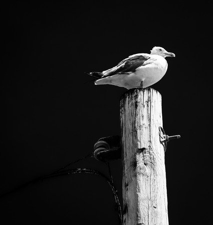 Seagull on top of a utility pole in Point Pleasant Beach, New Jersey.の写真素材