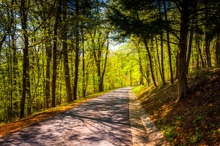 Road through a forest at Monticello, Virginia.の写真素材