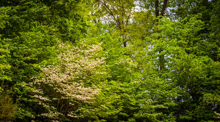 Spring color at Centennial Park, Columbia, Maryland.の写真素材