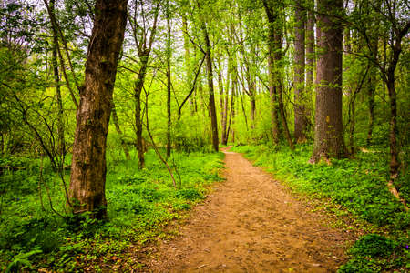 Trail through the forest at Lancaster County Central Park, Pennsylvania.の写真素材