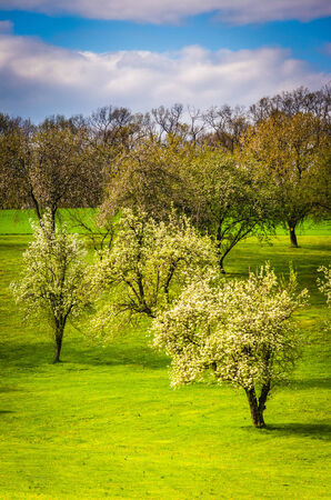 Trees in a field in rural York County, Pennsylvania.の写真素材