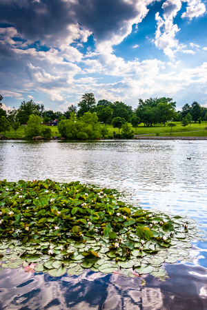 Lily pads in the pond at Patterson Park in Baltimore, Maryland.の写真素材