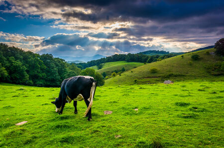 Crepuscular rays over a cow in a field at Moses Cone Park on the Blue Ridge Parkway in North Carolina.の写真素材