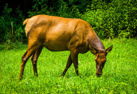 An elk in the grass at Great Smoky Mountains National Park, North Carolina.の写真素材