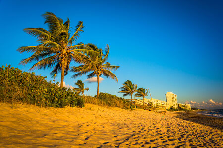 Palm trees and condominiums on the beach of Jupiter Island.のeditorial素材