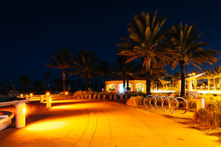 Palm trees along a path at night in Clearwater Beach, Florida.の写真素材