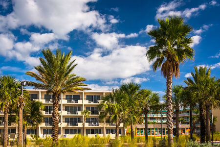 Palm trees and hotel in Clearwater Beach, Florida.のeditorial素材