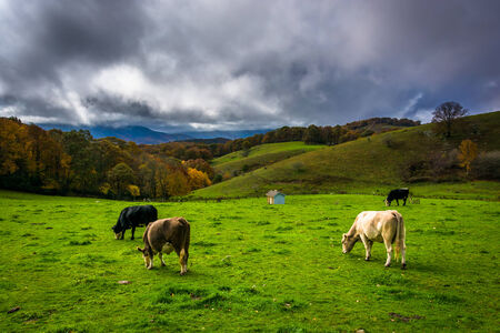 Cows in a field at Moses Cone Park, on the Blue Ridge Parkway, North Carolina.の写真素材