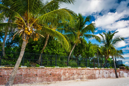 Palm trees at Higgs Beach, Key West.のeditorial素材