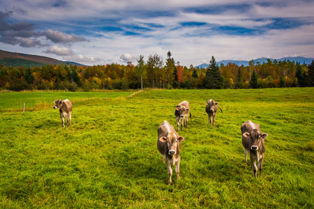 Cows in a farm field near Jefferson, New Hampshire.の写真素材