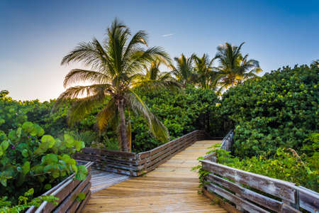 Palm trees along a boardwalk in Singer Island, Florida.の写真素材