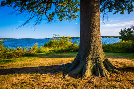 Tree and the Back River at Cox Point Park, Essex, Maryland.の写真素材