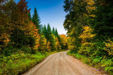 Autumn color along a dirt road in White Mountain National Forest, New Hampshire.の写真素材