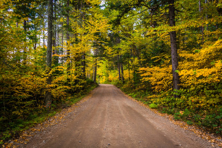 Autumn color along a dirt road in White Mountain National Forest, New Hampshire.の写真素材