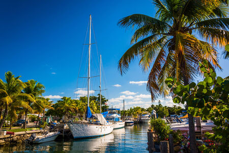Boats and palm trees at a marina in Marathon, Florida.の写真素材