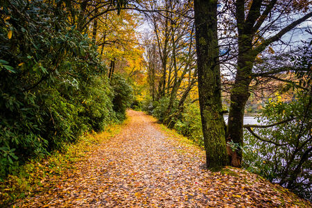 Autumn color along a  trail at Moses H. Cone Park, on the Blue Ridge Parkway, North Carolina.の写真素材