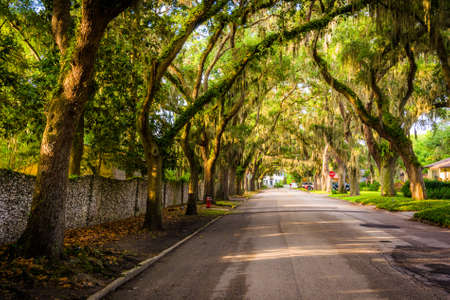 Oak trees along Magnolia Avenue in St. Augustine, Florida.の写真素材