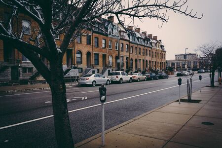 Tree along St. Paul Street in Baltimore, Maryland.のeditorial素材