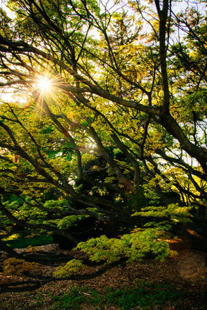 The sun shining through a tree at Cylburn Arboretum, in Baltimore, Maryland.