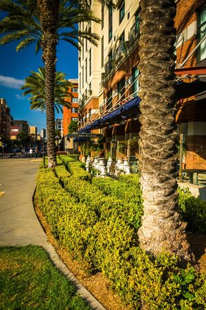 Palm trees and buildings in the Gaslamp Quarter, in San Diego, California.のeditorial素材