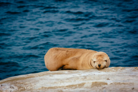 Sea lions on cliffs overlooking the Pacific Ocean, in La Jolla, California.の写真素材