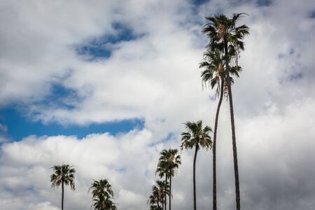 Palm trees in Corona del Mar, California.のeditorial素材