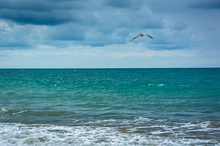 Seagull flying over the Pacific Ocean in Corona del Mar, California.の写真素材