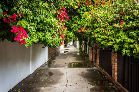 Houses and colorful trees along an alley in Venice Beach, California.の写真素材