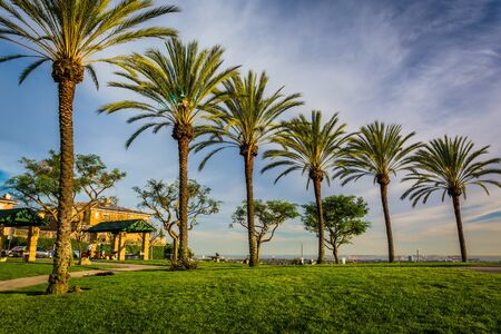 Palm trees at Hilltop Park, in Signal Hill, Long Beach, California.のeditorial素材